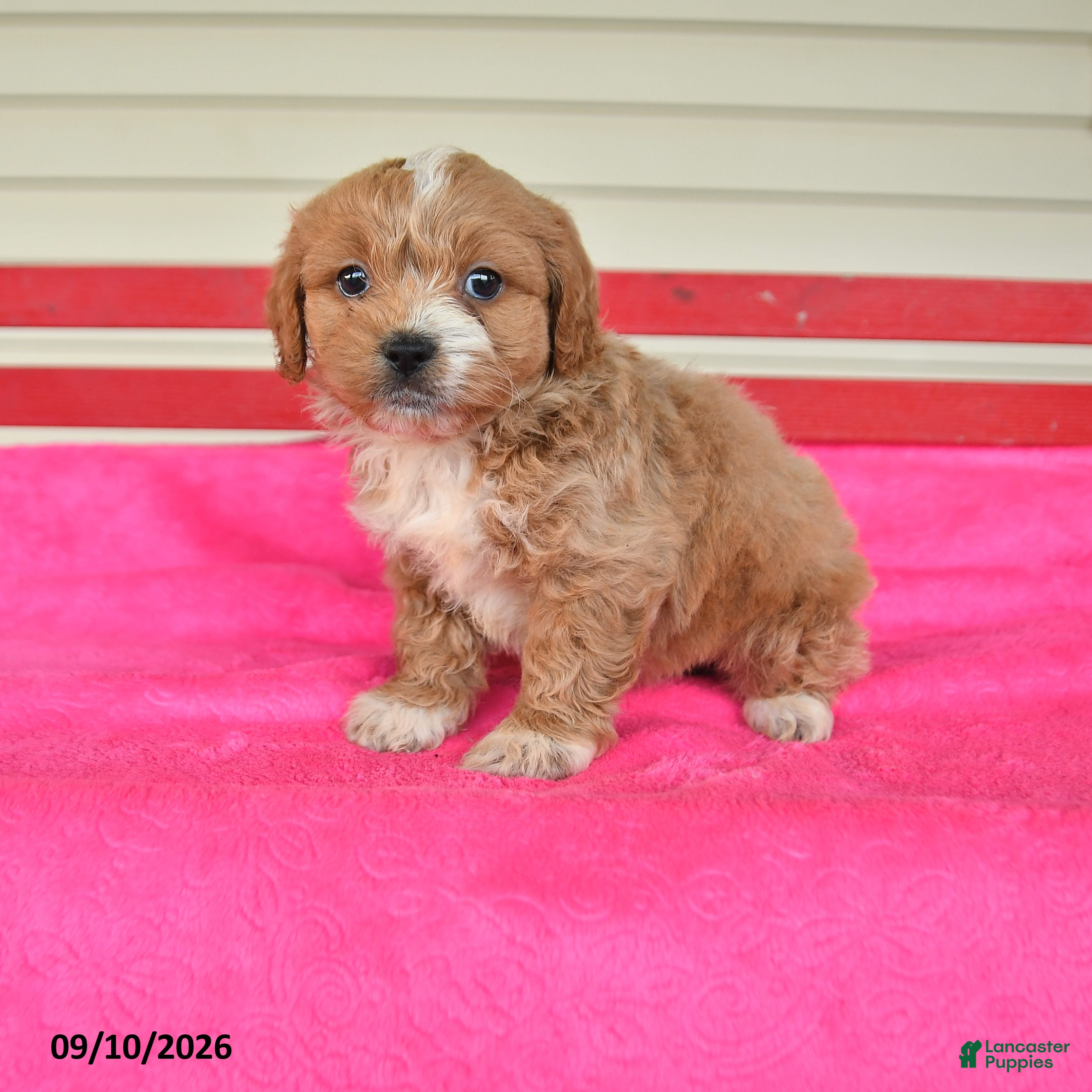 Shihpoo dogs for sale: Rocky - Ad 3