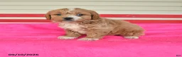 Shihpoo dogs for sale: Rocky - Ad 1