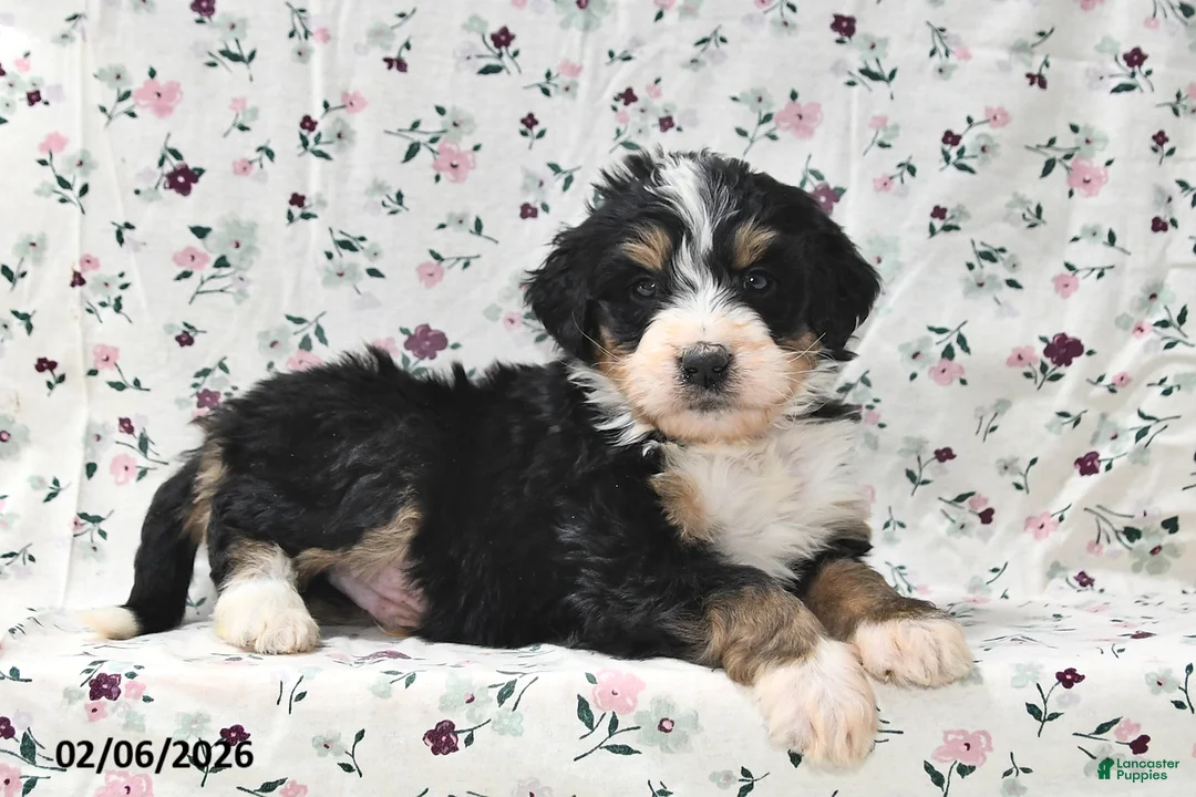 Bernedoodle dogs for sale: Rex - Ad 5
