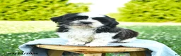 Shih Tzu dogs for sale: Sunny  - Ad 1