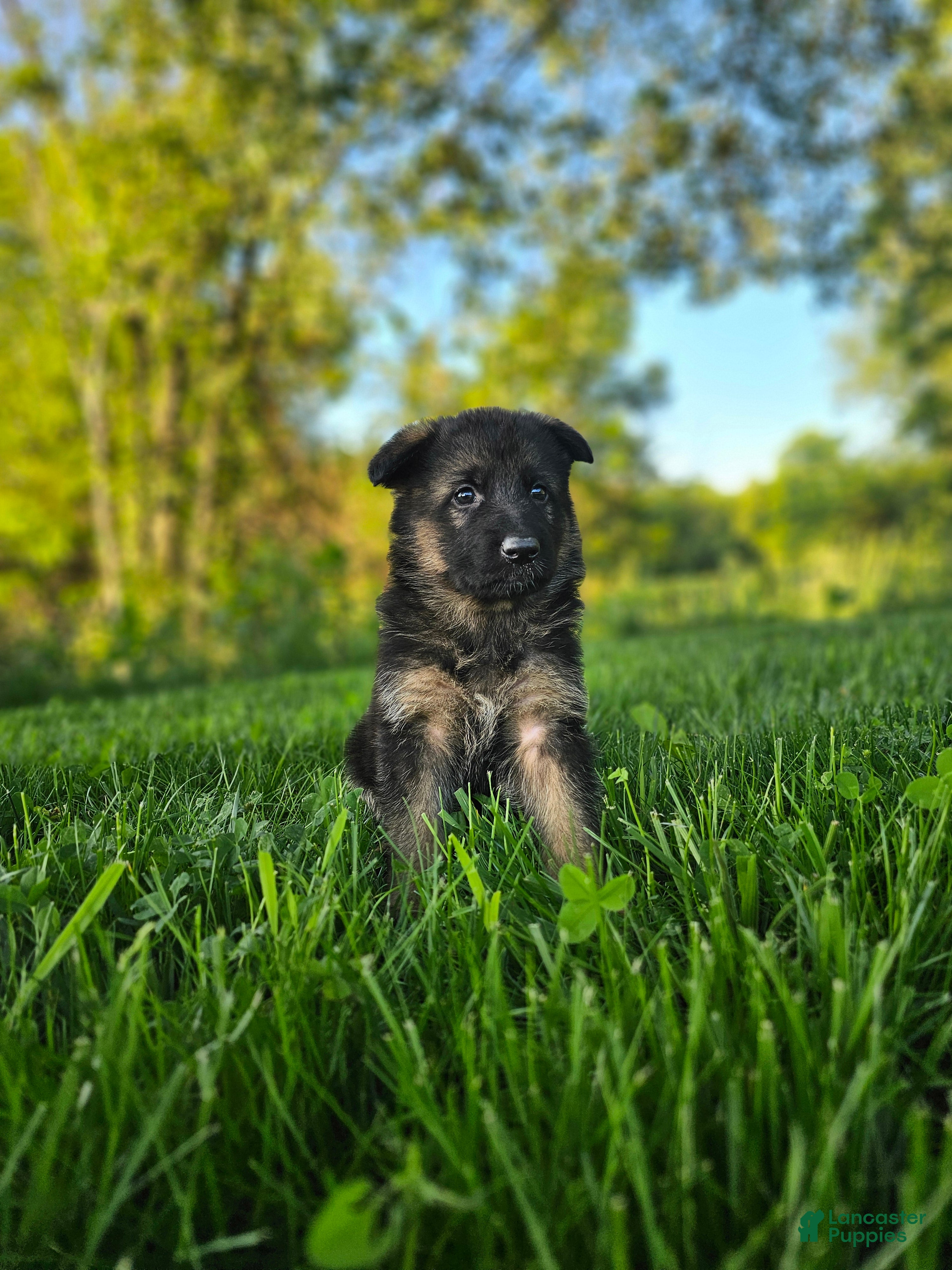 German Shepherd dogs Jack - Ad 1