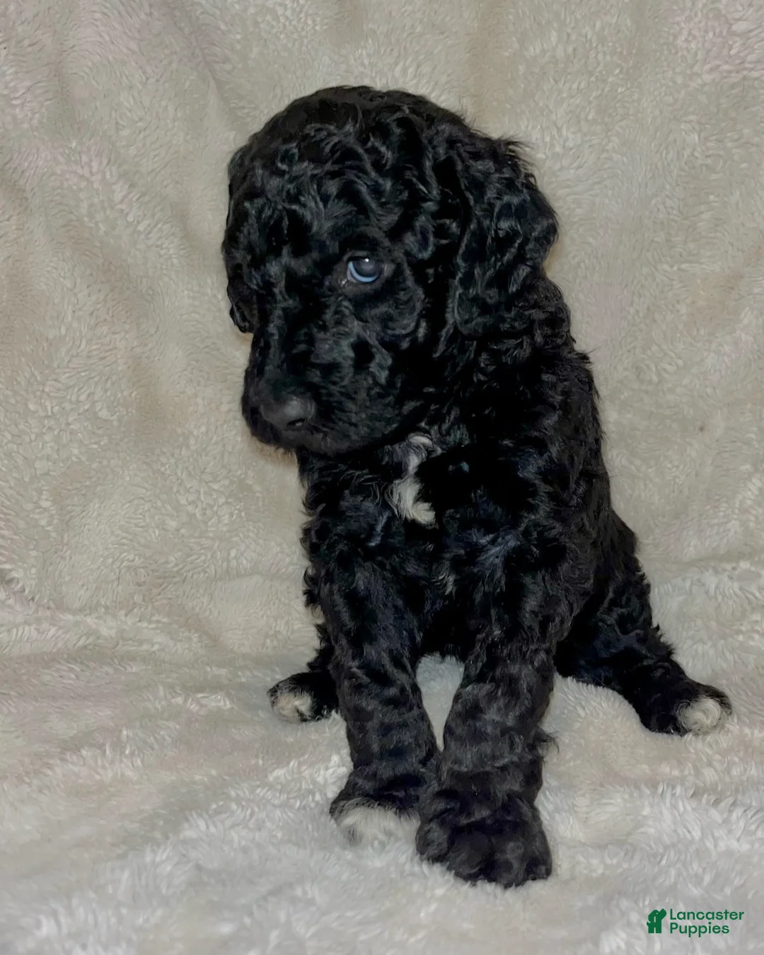Labradoodle dogs for sale: Lady - Ad 1