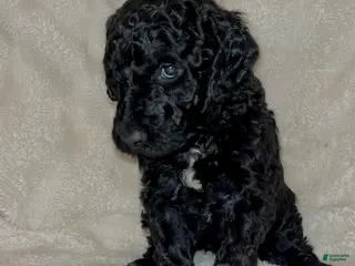 Labradoodle dogs Lady - Ad 7