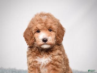 Mini Goldendoodle dogs Ms. Piper - Ad 40