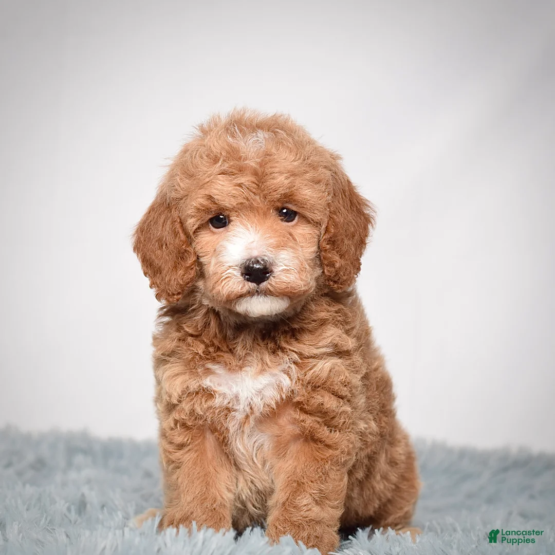 Mini Goldendoodle dogs for sale: Ms. Piper - Ad 1