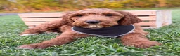 Irish Doodle dogs for sale: Cody - Ad 3