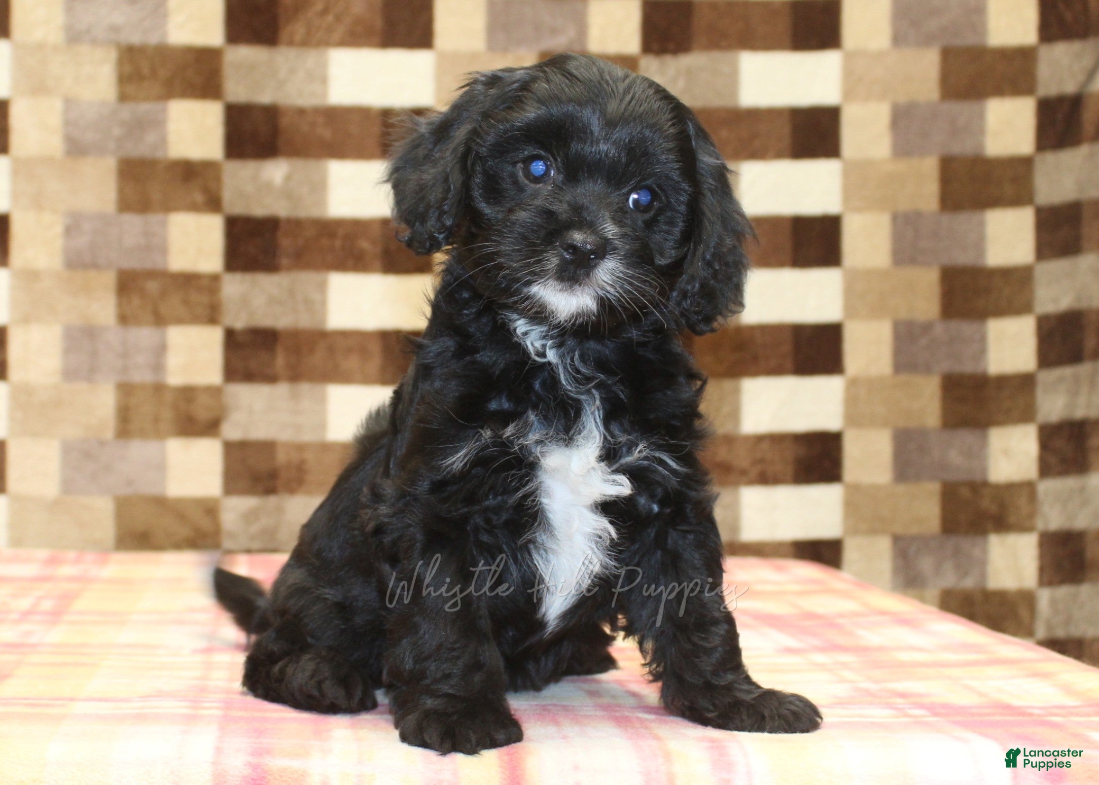 Cavapoo dogs Violet - Ad 1