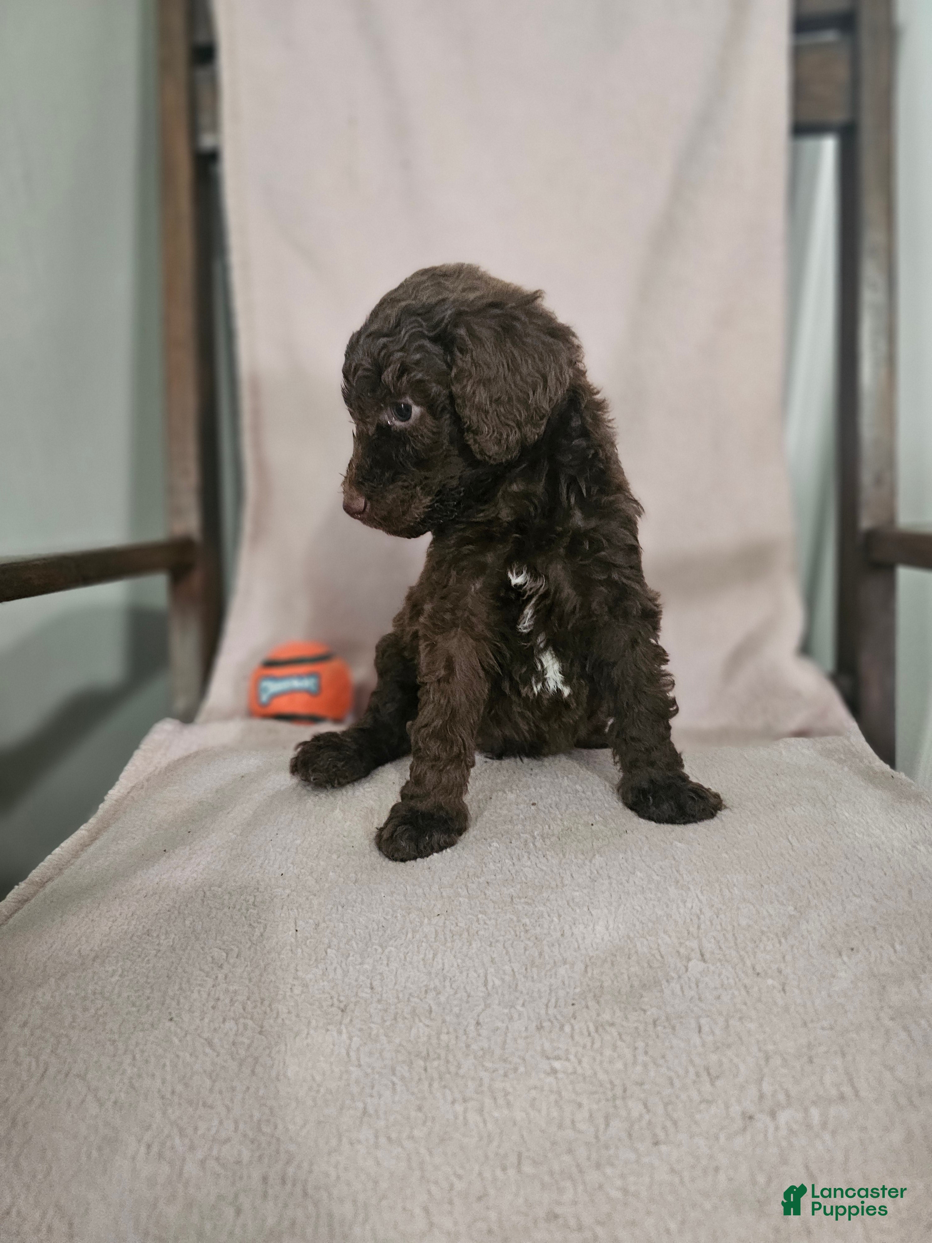 Standard Poodle dogs Jim Halpert - Ad 2