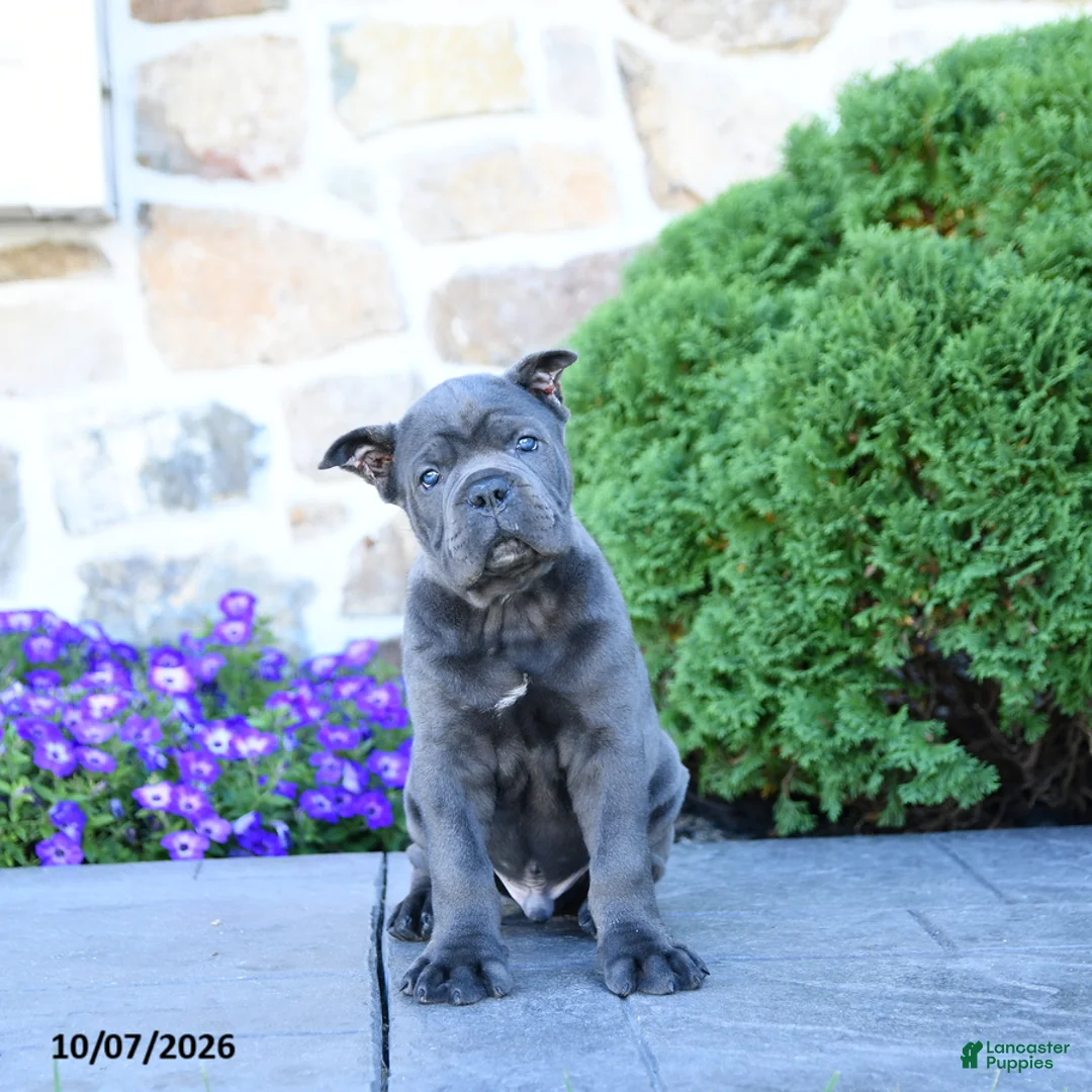 Cane Corso dogs for sale: Blane - Ad 2