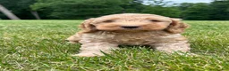 Cockapoo dogs for sale: Van - Ad 2