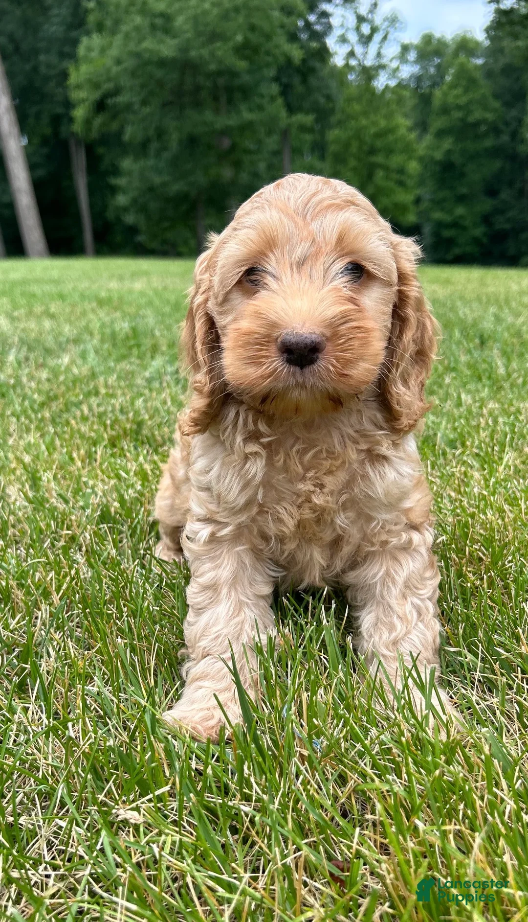 Cockapoo dogs for sale: Van - Ad 2