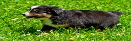 Miniature Australian Shepherd dogs for sale: Frank - Ad 3