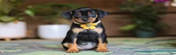 Miniature Pinscher dogs for sale: Daisy - Ad 4