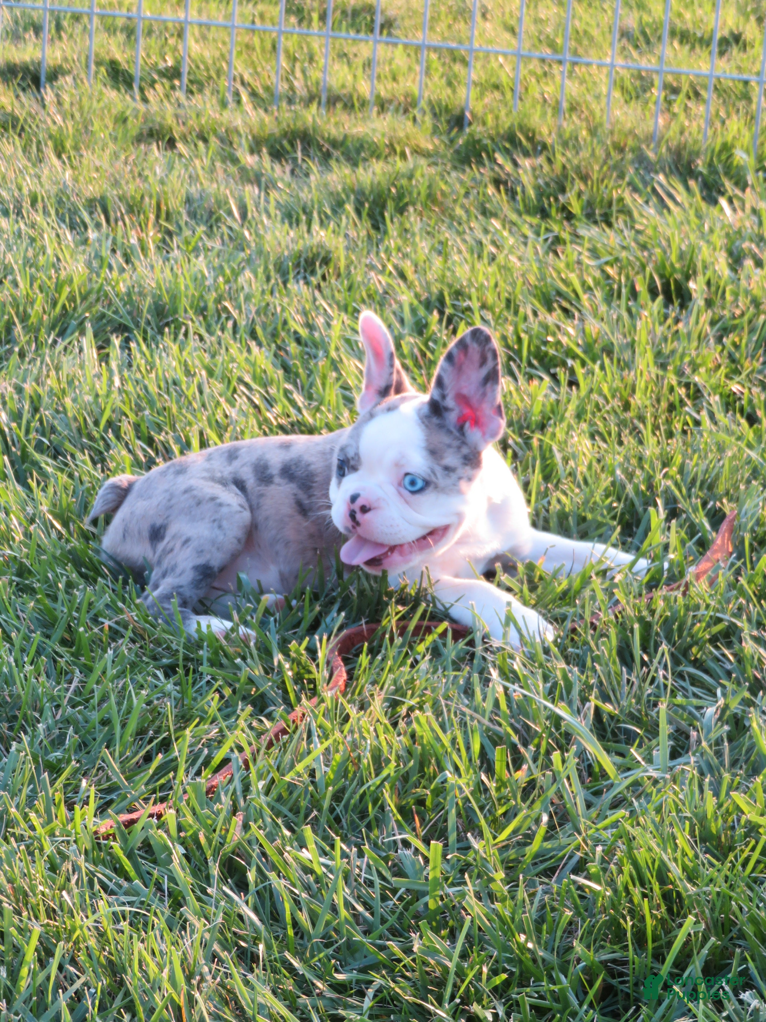 Frenchton dogs Daisy  - Ad 1