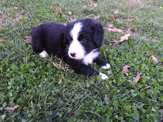 Mixed Breed dogs - Ad 1