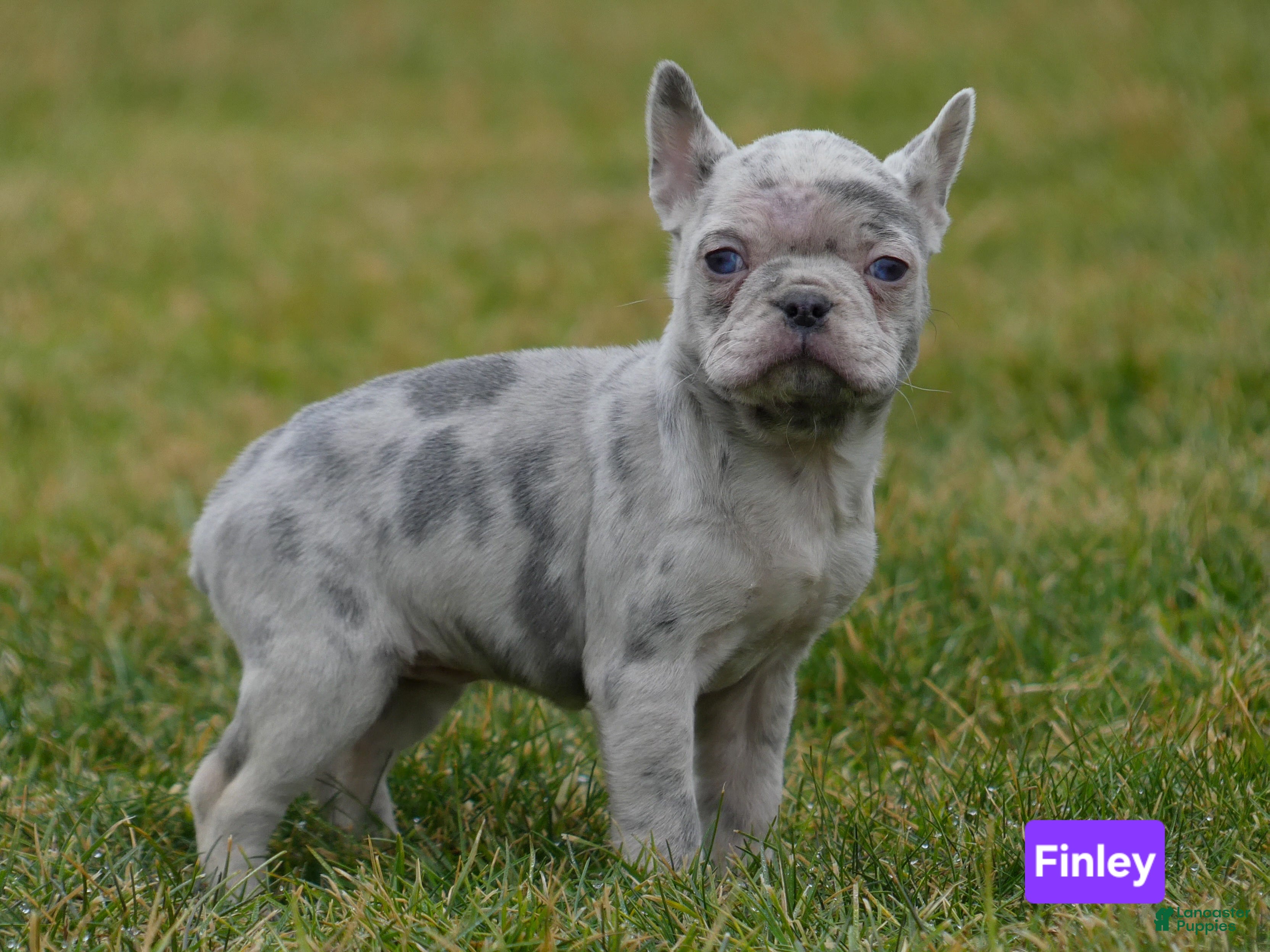 Mixed Breed dogs Finley  - Ad 2