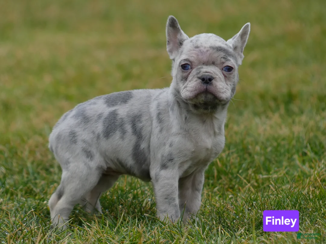 Mixed Breed dogs for sale: Finley  - Ad 2