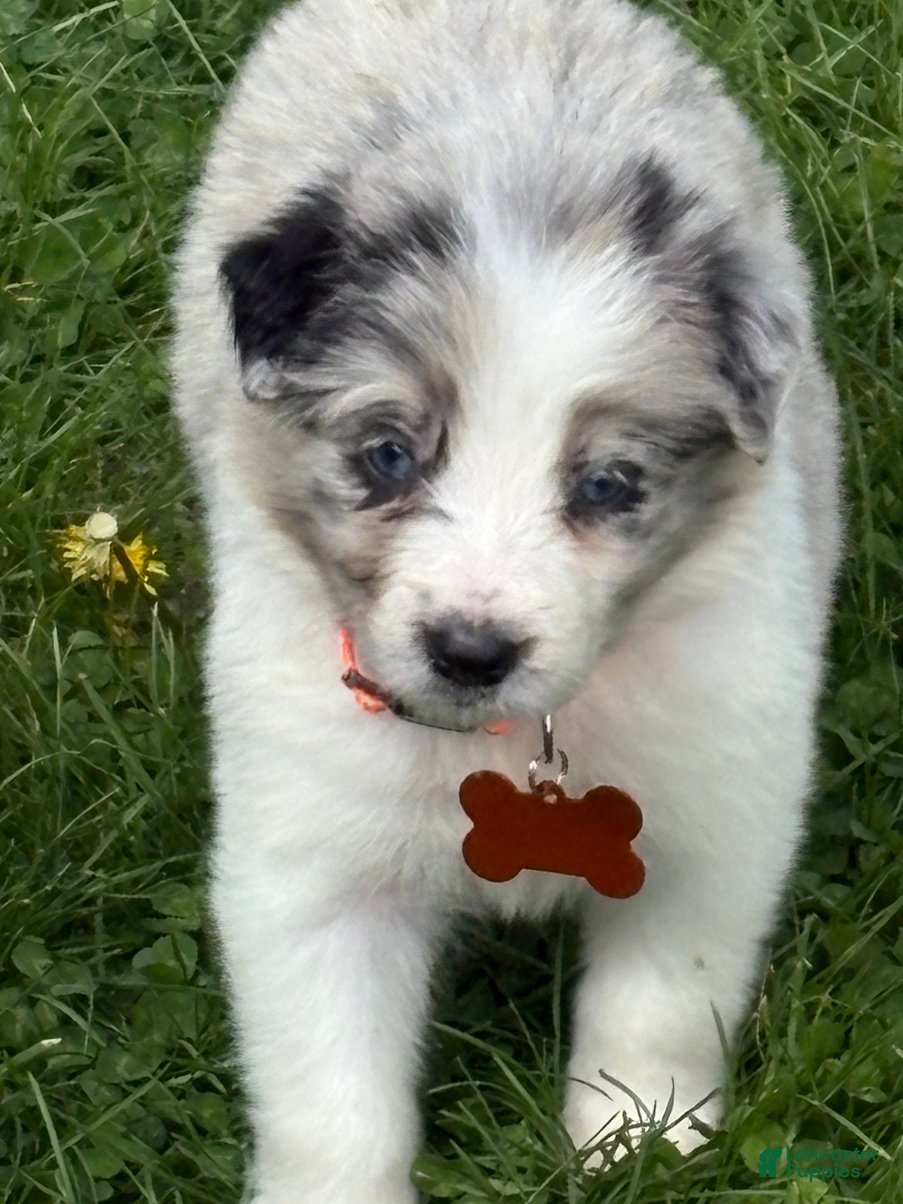 Border Collie dogs Taffy - Ad 1