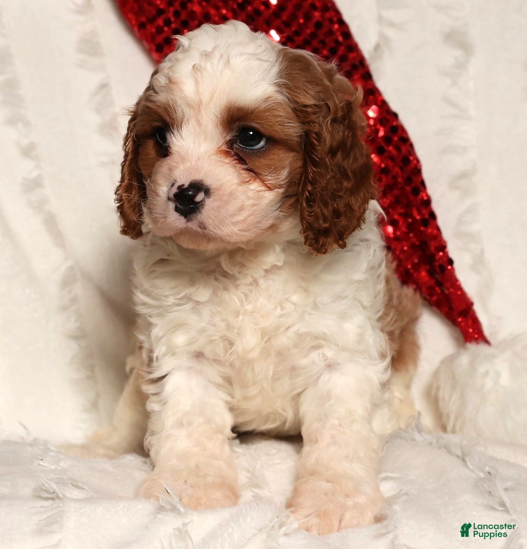 Cavapoo dogs for sale: Theodore - Ad 7