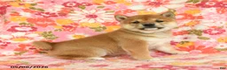 Shiba Inu dogs for sale: Sandy - Ad 5