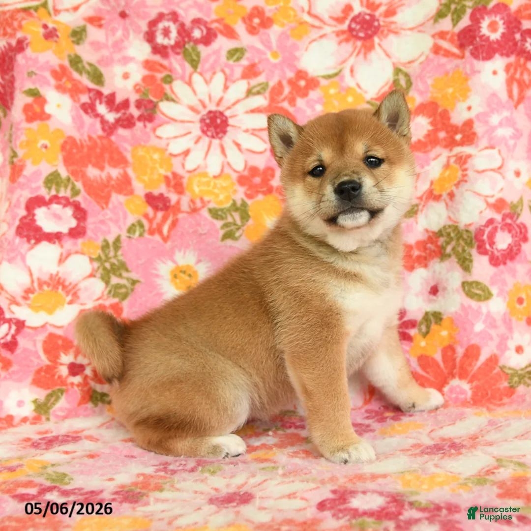 Shiba Inu dogs for sale: Sandy - Ad 5