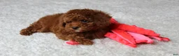 Toy Poodle dogs for sale: Maxwell - Ad 14
