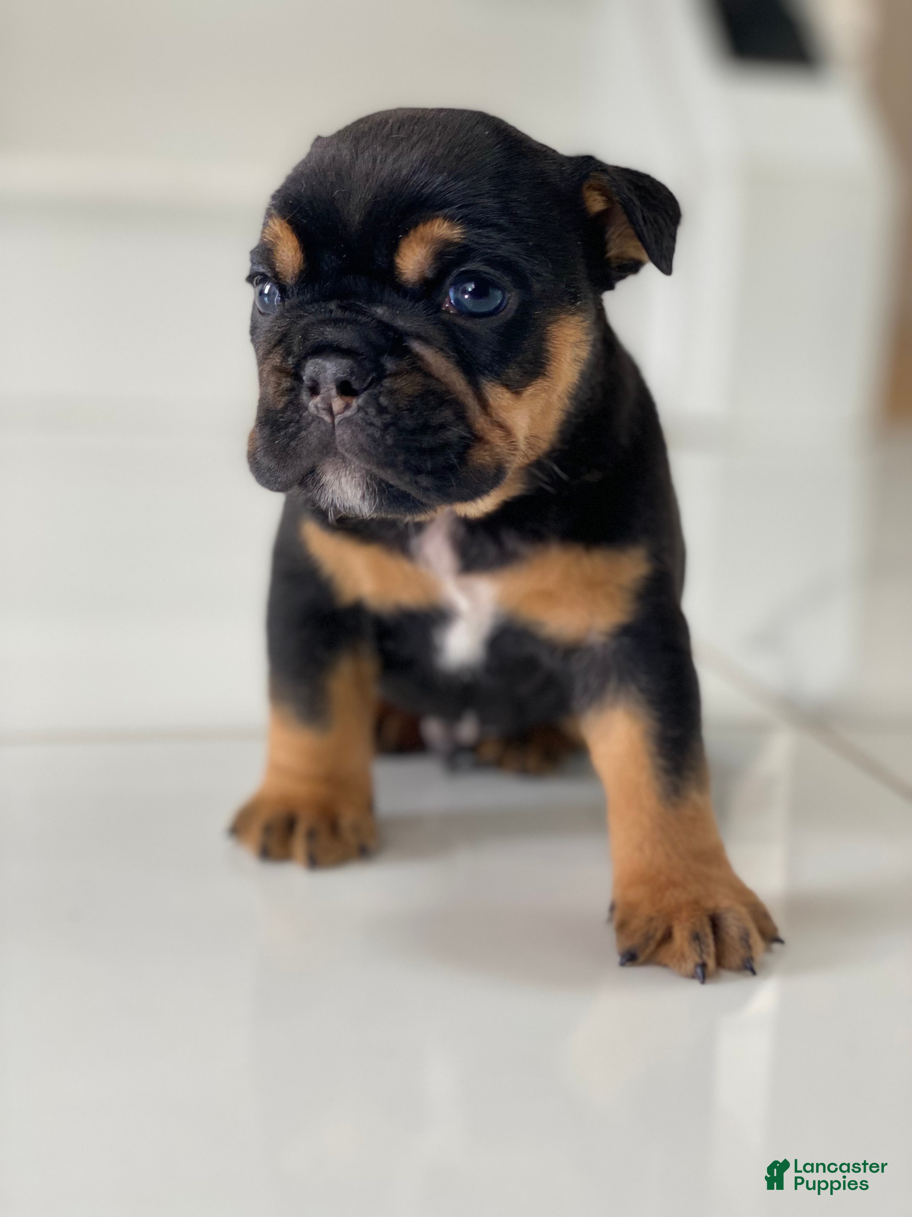 English Bulldog dogs Love - Ad 42