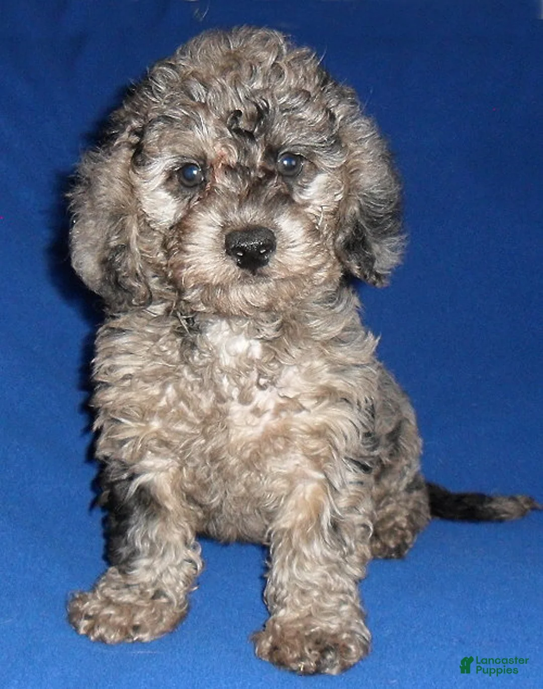 Yorkiepoo dogs for sale: Patches - Ad 2