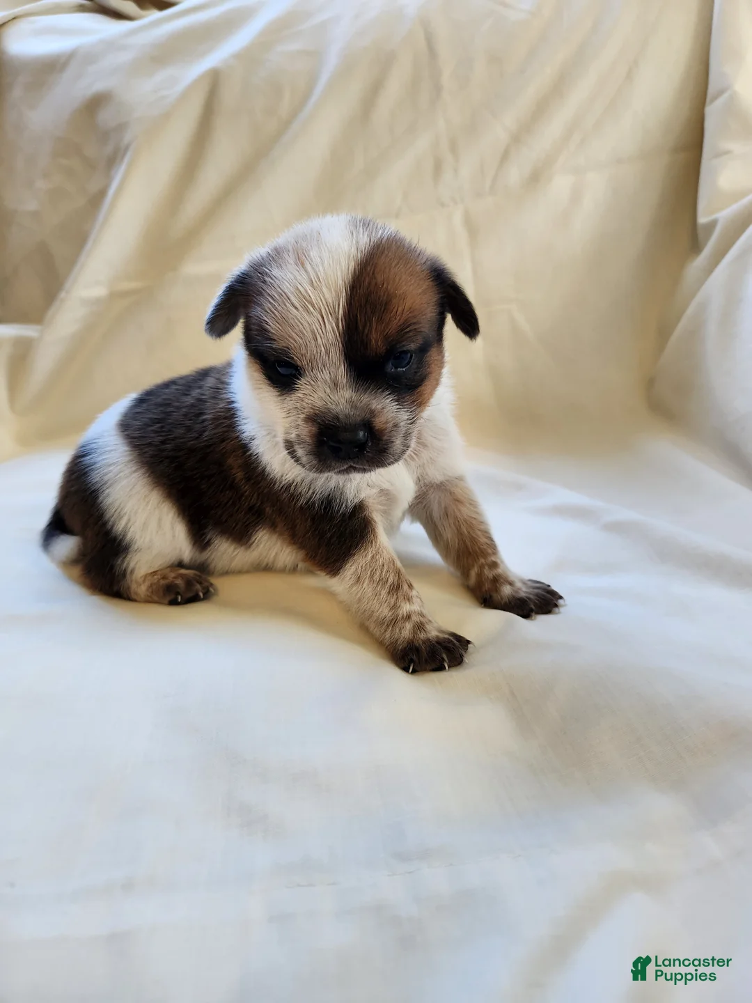 Australian Cattle Dog dogs for sale: Australian Cattle Dog Puppy 1 - Ad 2