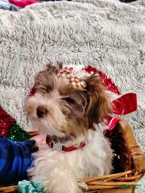 Yorkiepoo dogs Humphrey - Ad 10