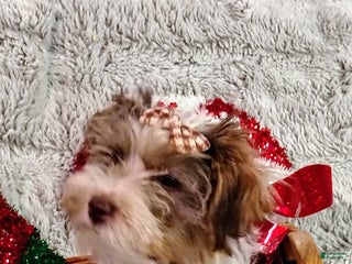 Yorkiepoo dogs Humphrey - Ad 15