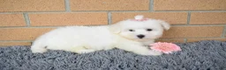 Maltese dogs for sale: Bella 🐶💗 - Ad 6