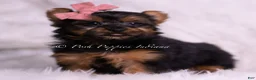 Yorkshire Terrier dogs for sale: Beauty - Ad 2