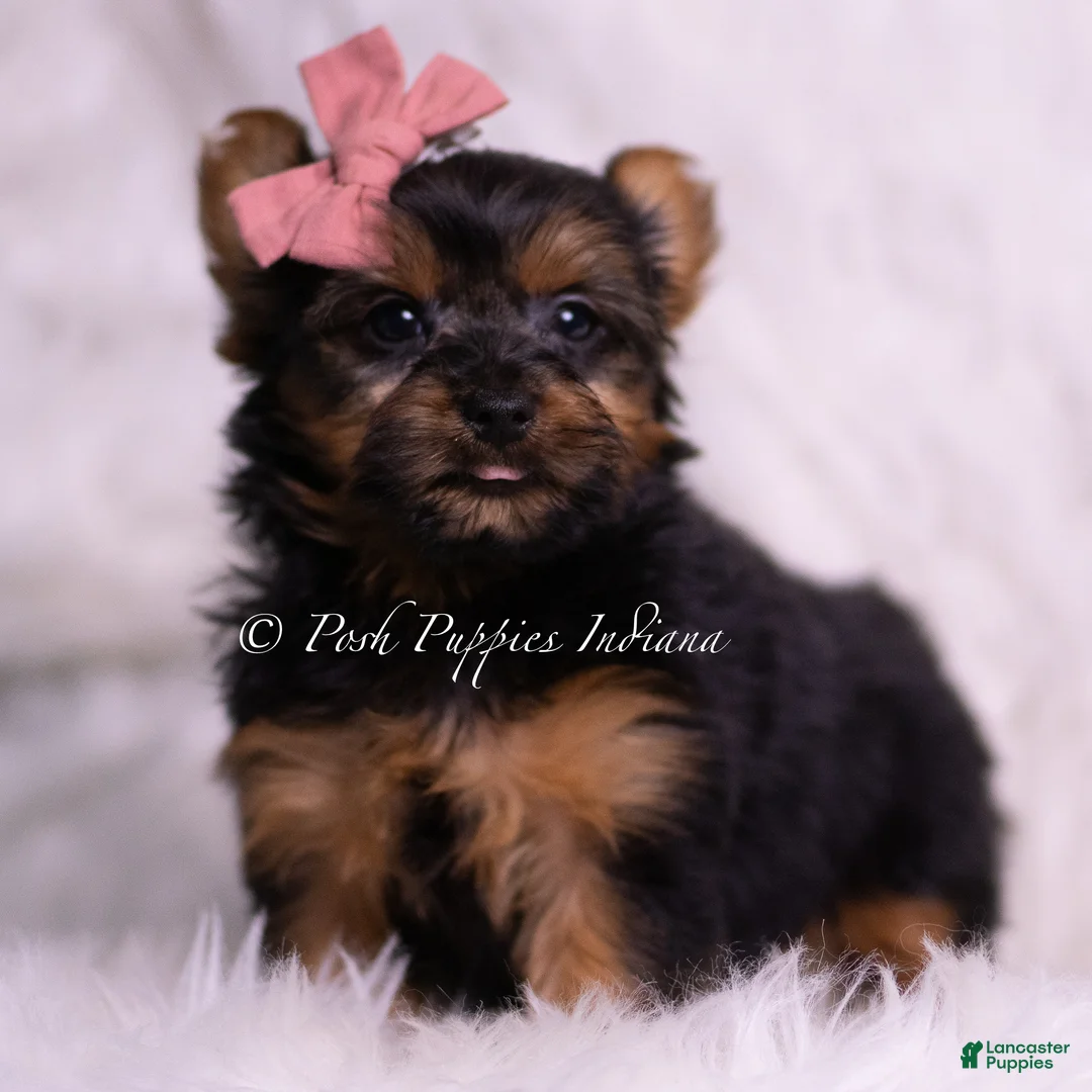 Yorkshire Terrier dogs for sale: Beauty - Ad 2