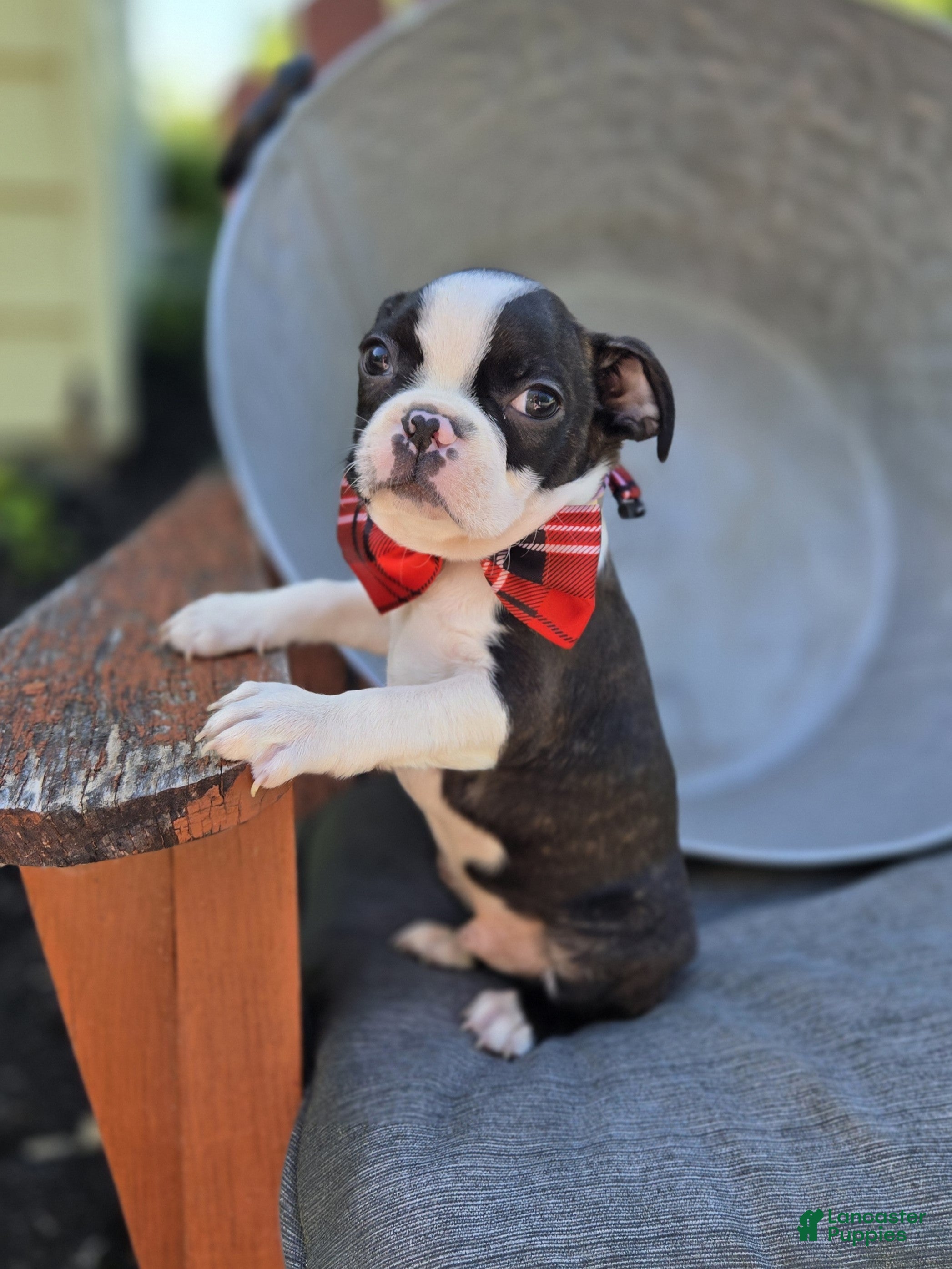 Boston Terrier dogs Doyle - Ad 2