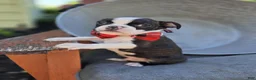 Boston Terrier dogs for sale: Doyle - Ad 2