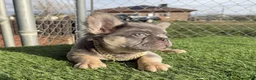 French Bulldog dogs for sale: Rocky-Rare Lilac Tan Fluffy in LA, CA. USA DELIVERY OPTIONS - Ad 14