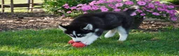 Siberian Husky dogs for sale: Blaze - Ad 2