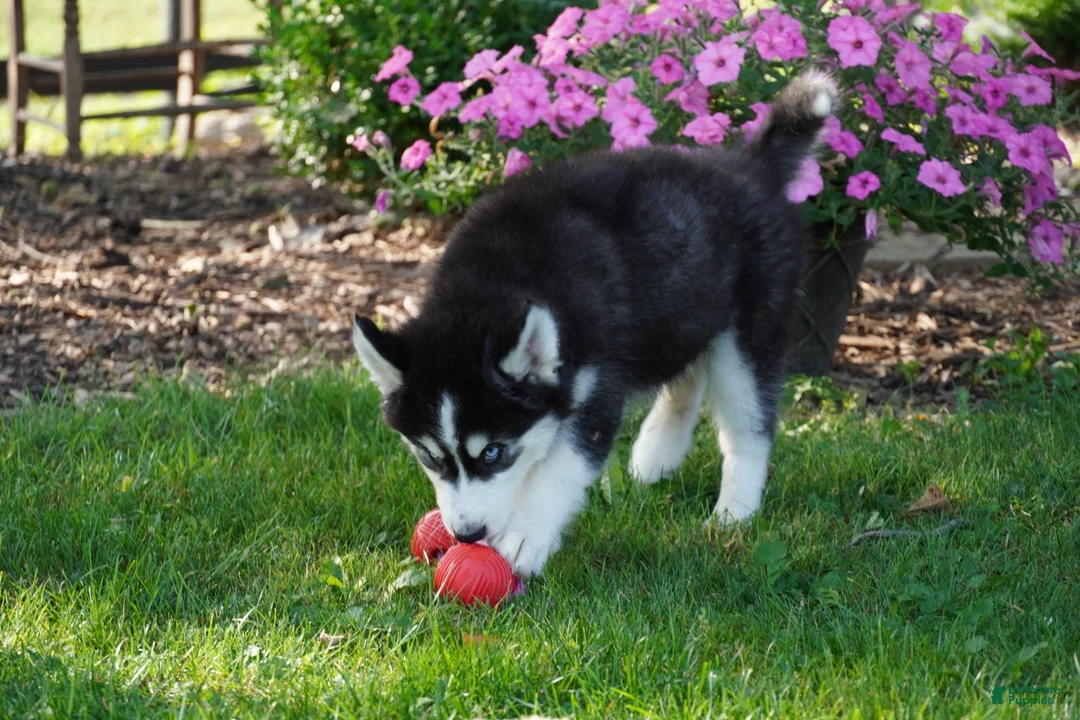 Siberian Husky dogs for sale: Blaze - Ad 2