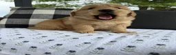Golden Retriever dogs for sale: Victor - Ad 8