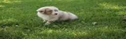 Australian Shepherd dogs for sale: Sassy - Ad 4