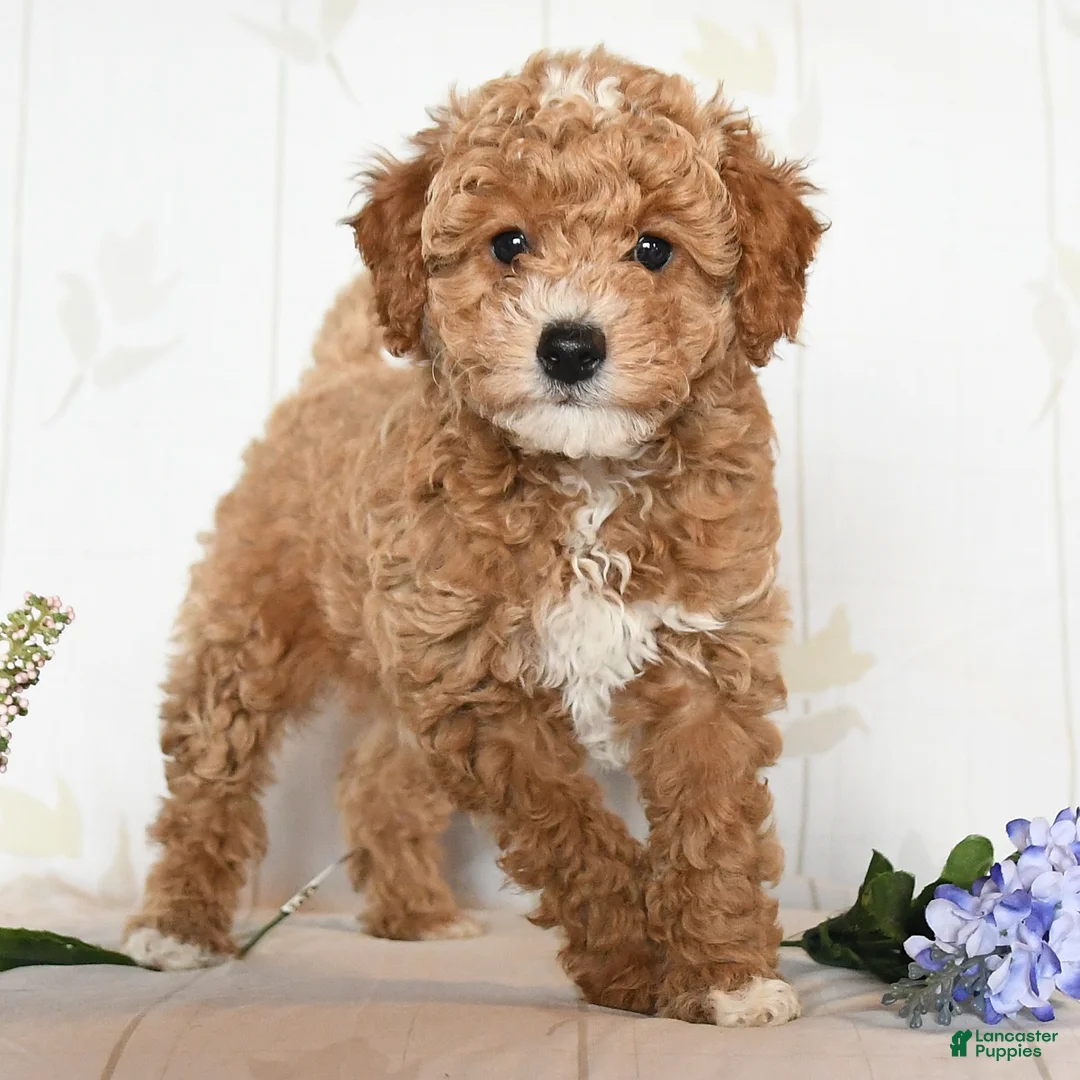 Miniature Poodle dogs for sale: Mason - Ad 3