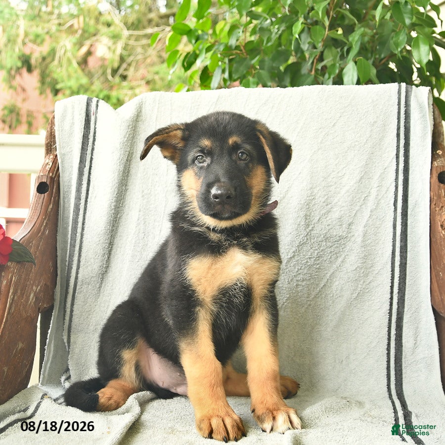 German Shepherd dogs Gizmo - Ad 1