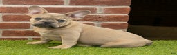 French Bulldog dogs for sale: Dash - Ad 1