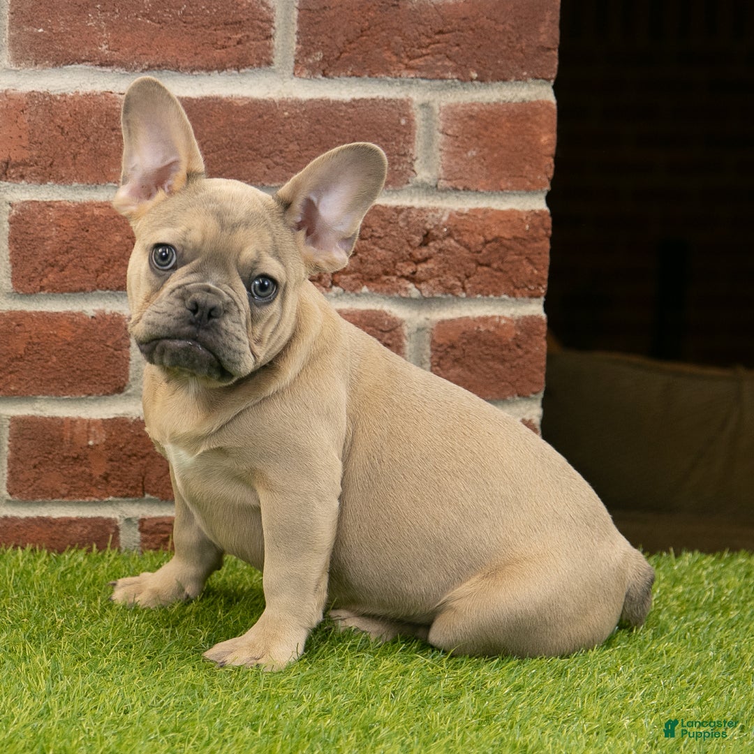 French Bulldog dogs for sale: Dash - Ad 1