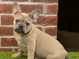 French Bulldog dogs Dash - Ad 38