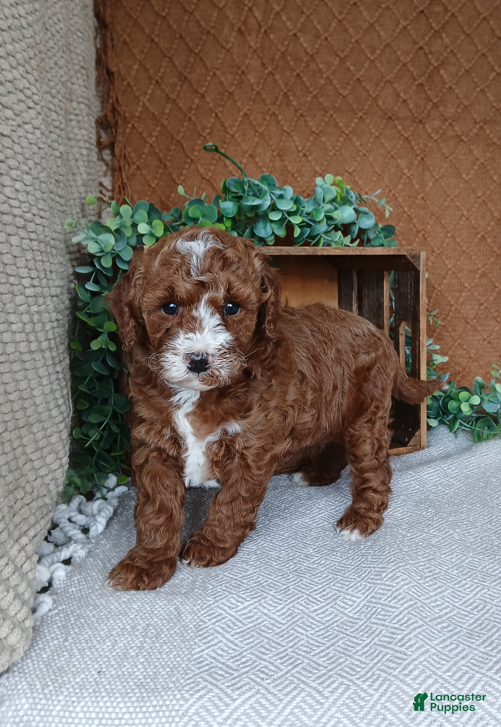 Cavapoo dogs Gabby - Ad 1