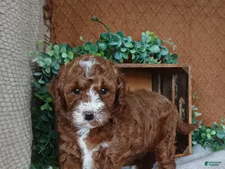 Cavapoo dogs for sale: Gabby - Ad 4