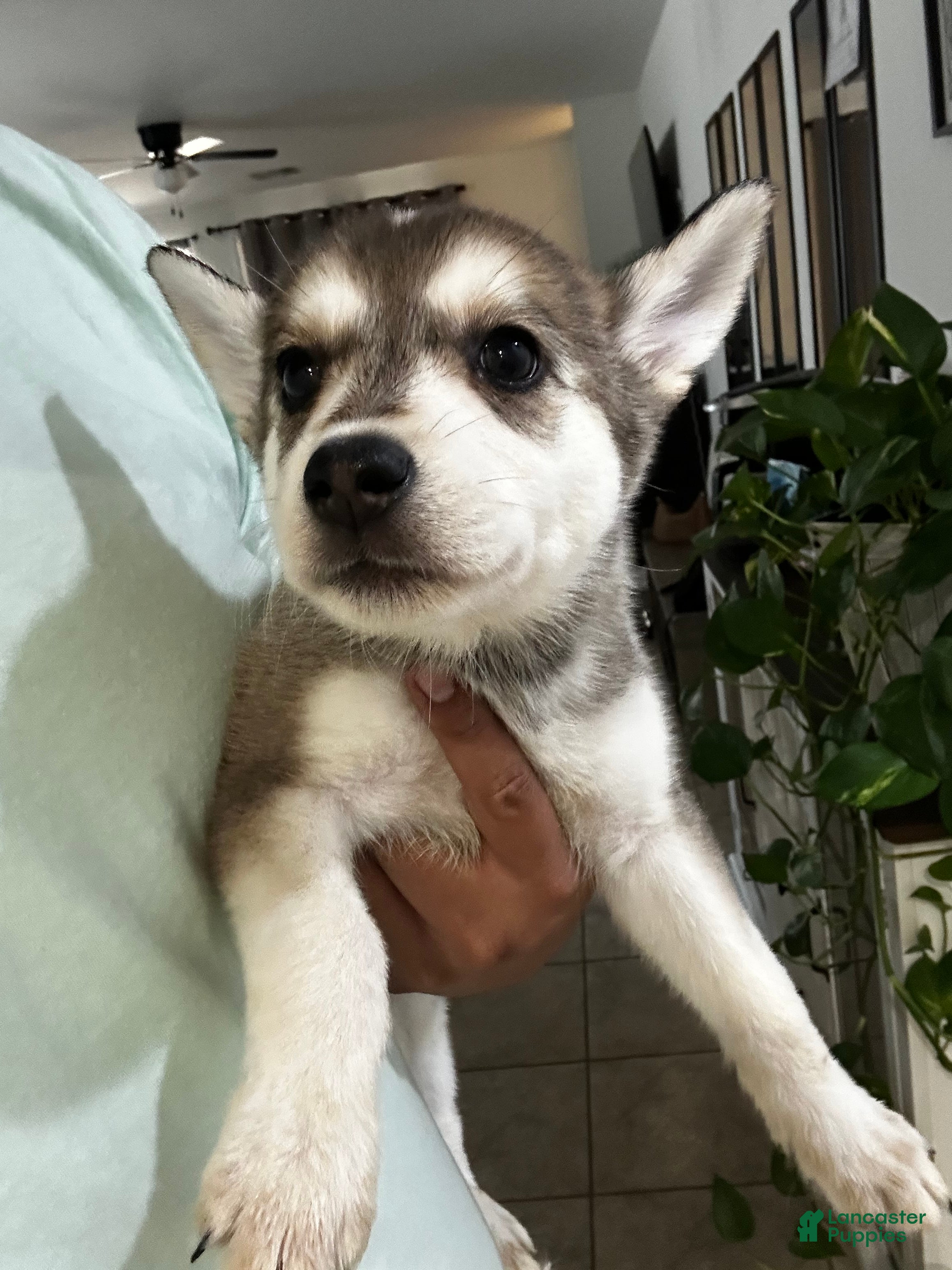 Gerberian Shepsky dogs Gerberian Shepsky Puppy 5 - Ad 2