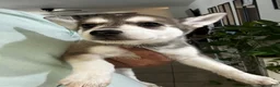 Gerberian Shepsky dogs for sale: Gerberian Shepsky Puppy 5 - Ad 1